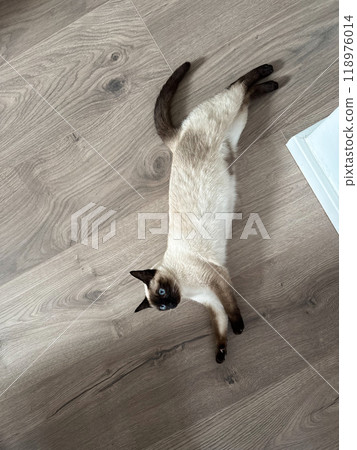 Playful siamese cat lying on a wooden floor, capturing a moment of relaxation and charm. this photograph perfectly illustrates the essence of domestic bliss and pet companionship Playful siamese cat lying on a wooden floor, capturing a moment of relaxation and charm. this photograph perfectly illustrates the essence of domestic bliss and pet companionship 118976014