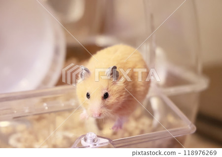 可愛的金倉鼠（Kinkuma） 118976269