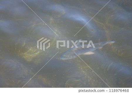 Underwater fish Underwater fish 118976468