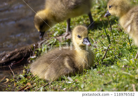 Adorable Goslings Playing by the Waters Edge During the Beautiful Season of Springtime 118976582
