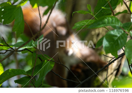 A playful squirrel can be seen in the dense foliage of the forest surrounded by vibrant greenery 118976596