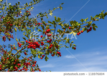 Hawthorn red berries grow on a bush 118976804
