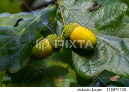 Oak branch with green leaves and acorns on a sunny day. Oak tree in summer. Blurred leaf background. Oak branch with green leaves and acorns on a sunny day. Oak tree in summer. Blurred leaf background. 118976808