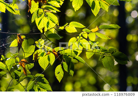 Beautiful, harmonious forest detail, with hornbeam leaves 118976809