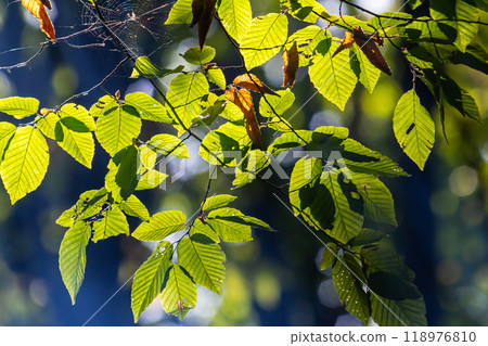 Beautiful, harmonious forest detail, with hornbeam leaves Beautiful, harmonious forest detail, with hornbeam leaves 118976810