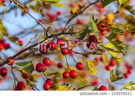 Green branches of hawthorn strewn with red berries Green branches of hawthorn strewn with red berries 118976811