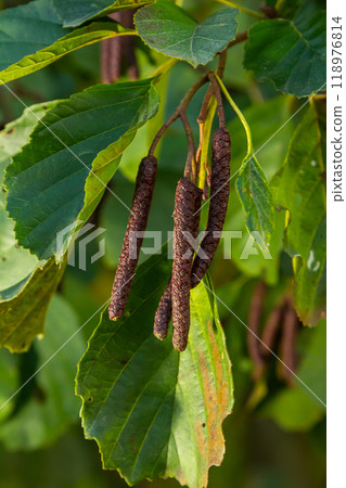 Speckled alders spread their seed through cone-like structures 118976814