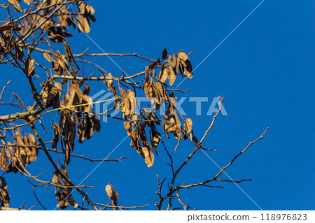 Close up of a brown color 'Robinia pseudoacacia' seed pod against a bright nature background Close up of a brown color 'Robinia pseudoacacia' seed pod against a bright nature background 118976823