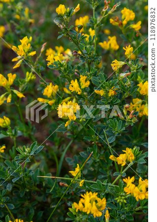 Medicago falcata, plant species of the genus Medicago. It is native to much of Europe and Asia Medicago falcata, plant species of the genus Medicago. It is native to much of Europe and Asia 118976832