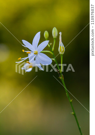 Fragile white and yellow flowers of Anthericum ramosum, star-shaped, growing in a meadow in the wild, blurred green background, warm colors, bright and sunny summer day 118976837