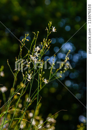 Fragile white and yellow flowers of Anthericum ramosum, star-shaped, growing in a meadow in the wild, blurred green background, warm colors, bright and sunny summer day 118976838