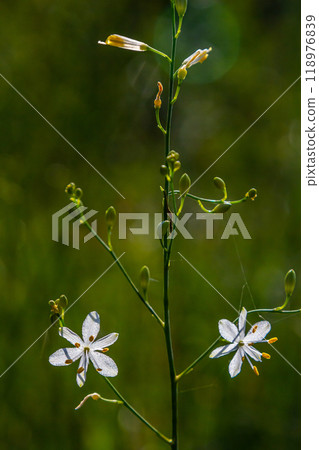 Fragile white and yellow flowers of Anthericum ramosum, star-shaped, growing in a meadow in the wild, blurred green background, warm colors, bright and sunny summer day 118976839