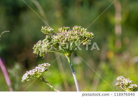 Selinum wallichianum, close-up of yarrow blossom, bokeh background 118976840