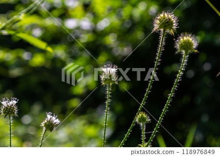 Dipsacus pilosus, Small Teasel. Wild plant shot in summer 118976849
