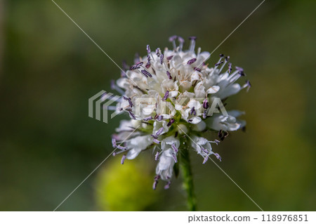 Dipsacus pilosus, Small Teasel. Wild plant shot in summer 118976851