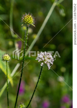 Dipsacus pilosus, Small Teasel. Wild plant shot in summer 118976852