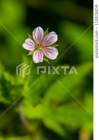 Siberian geranium Geranium sibiricum grows in summer in the wild 118976856