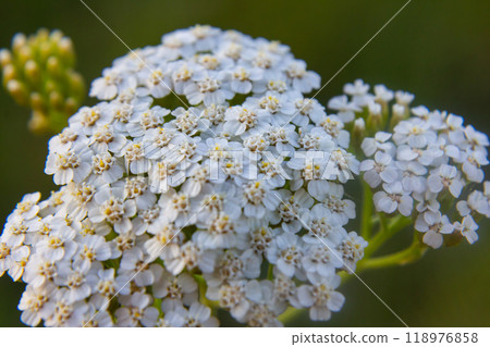 common yarrow achillea millefolium with fly Tachina fera 118976858