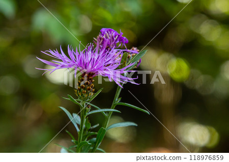 Blooming meadow knapweed, Centaurea jacea, on the meadow 118976859