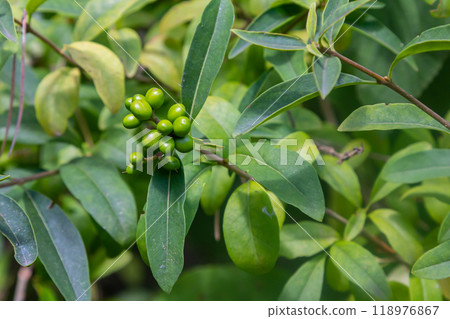 Wild privet or common privet or European privet Ligustrum vulgare fruit and berries isolated on a natural green background 118976867