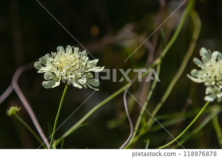 Cream scabious pincushion, Scabiosa ochroleuca, in flower 118976878