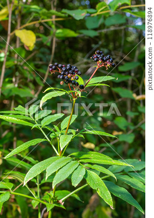 Sambucus Ebulus Danewort Plant in nature 118976894
