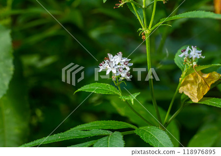 Sambucus ebulus blooming in natural habitat Sambucus ebulus blooming in natural habitat 118976895