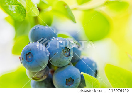它即將吃，藍莓 118976990
