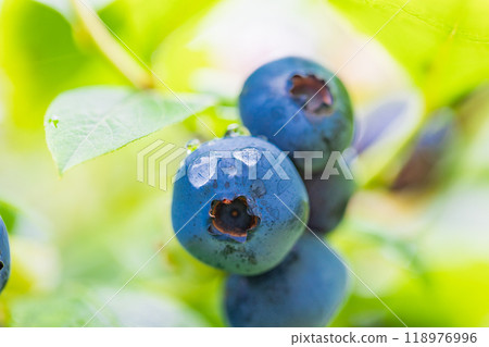It was about to eat, blueberry 118976996