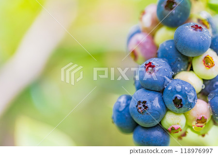 它即將吃，藍莓 118976997