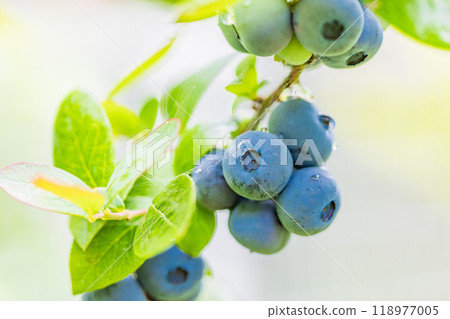 It was about to eat, blueberry 118977005