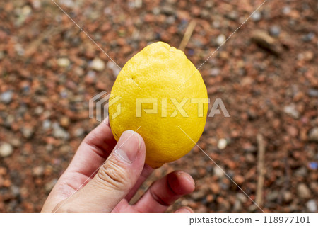 Lemon in hand Lemon in hand 118977101