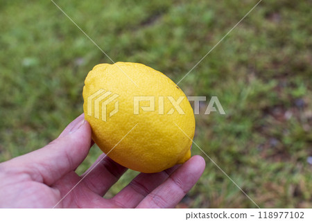 Lemon in hand Lemon in hand 118977102