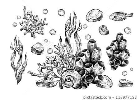 Underwater world clipart with sea animals, shells, coral, sponge and algae. Graphic illustration hand drawn in black ink. Set of isolated objects EPS vector. 118977158