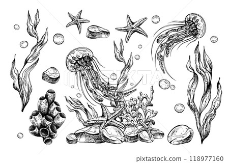 Underwater world clipart with sea animals jellyfish, starfish, pebbles, bubbles, coral, sponge and algae. Graphic illustration hand drawn in black ink. Set of isolated objects EPS vector. Underwater world clipart with sea animals jellyfish, starfish, pebbles, bubbles, coral, sponge and algae. Graphic illustration hand drawn in black ink. Set of isolated objects EPS vector. 118977160