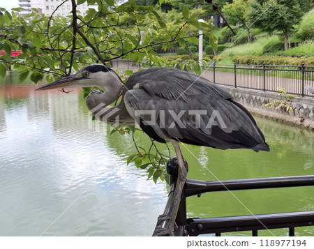 Grey heron waiting 118977194