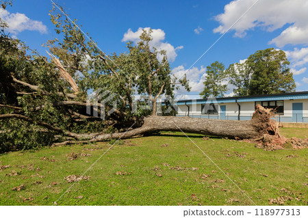 Strong winds during stormy hurricane uprooted tree at ground level damaged everything nearby Strong winds during stormy hurricane uprooted tree at ground level damaged everything nearby 118977313