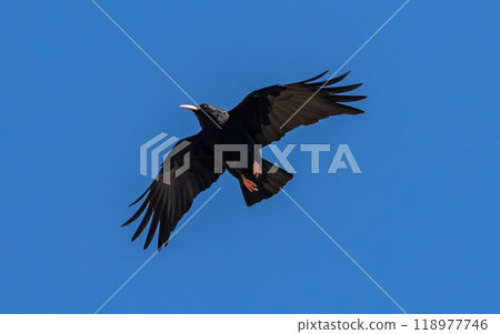 Red-billed Chough (Pyrrhocorax pyrrhocorax) flying at the canyon of Ronda in Andalusia, Spain. 118977746