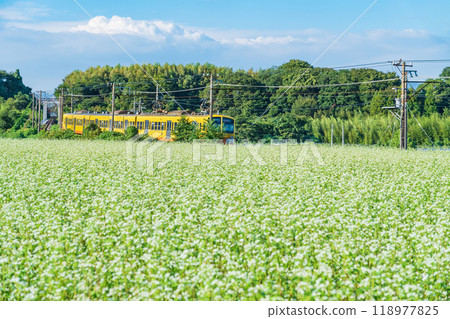上義鐵道上義線入川站，蕎麥花盛開（三重縣伊鍋市） 118977825