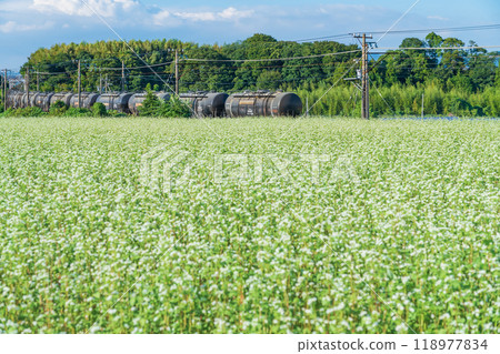 Buckwheat flowers in full bloom at Nyukawa Station on the Sangi Railway Sangi Line (Inabe City, Mie Prefecture) Buckwheat flowers in full bloom at Nyukawa Station on the Sangi Railway Sangi Line (Inabe City, Mie Prefecture) 118977834