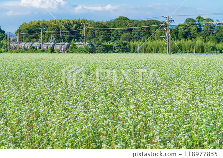 Buckwheat flowers in full bloom at Nyukawa Station on the Sangi Railway Sangi Line (Inabe City, Mie Prefecture) 118977835