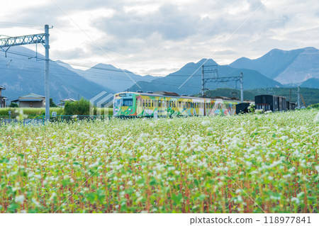 上義鐵道上義線入川站,蕎麥花盛開(三重縣伊鍋市) 上義鐵道上義線入川站,蕎麥花盛開(三重縣伊鍋市) 118977841