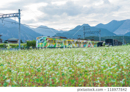 上義鐵道上義線入川站,蕎麥花盛開(三重縣伊鍋市) 上義鐵道上義線入川站,蕎麥花盛開(三重縣伊鍋市) 118977842