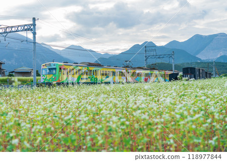 Buckwheat flowers in full bloom at Nyukawa Station on the Sangi Railway Sangi Line (Inabe City, Mie Prefecture) 118977844
