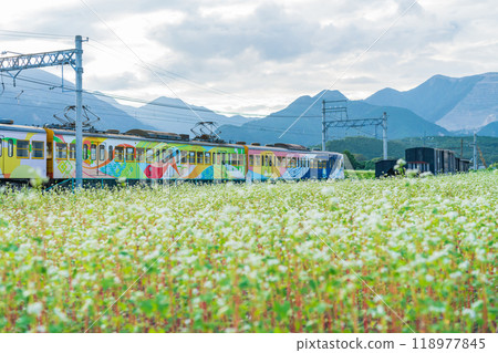 Buckwheat flowers in full bloom at Nyukawa Station on the Sangi Railway Sangi Line (Inabe City, Mie Prefecture) 118977845