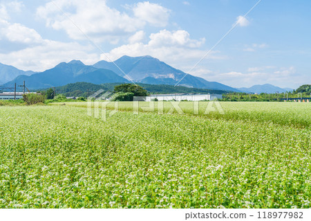 Buckwheat flowers in full bloom at Nyukawa Station on the Sangi Railway Sangi Line (Inabe City, Mie Prefecture) 118977982
