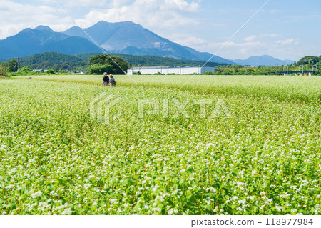 上義鐵道上義線入川站，蕎麥花盛開（三重縣伊鍋市） 118977984