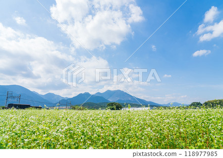 Buckwheat flowers in full bloom at Nyukawa Station on the Sangi Railway Sangi Line (Inabe City, Mie Prefecture) Buckwheat flowers in full bloom at Nyukawa Station on the Sangi Railway Sangi Line (Inabe City, Mie Prefecture) 118977985