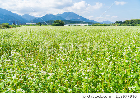 Buckwheat flowers in full bloom at Nyukawa Station on the Sangi Railway Sangi Line (Inabe City, Mie Prefecture) Buckwheat flowers in full bloom at Nyukawa Station on the Sangi Railway Sangi Line (Inabe City, Mie Prefecture) 118977986