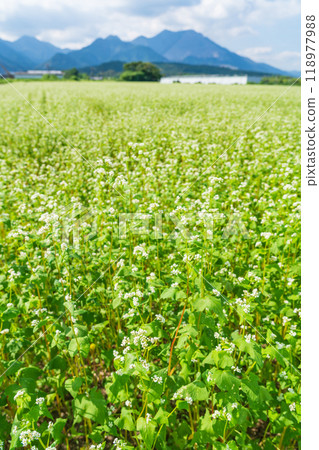 Buckwheat flowers in full bloom at Nyukawa Station on the Sangi Railway Sangi Line (Inabe City, Mie Prefecture) 118977988